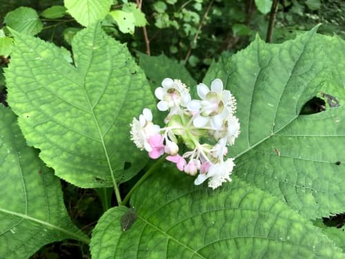 Hydrangea bifida