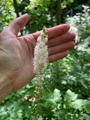 Black Cohosh