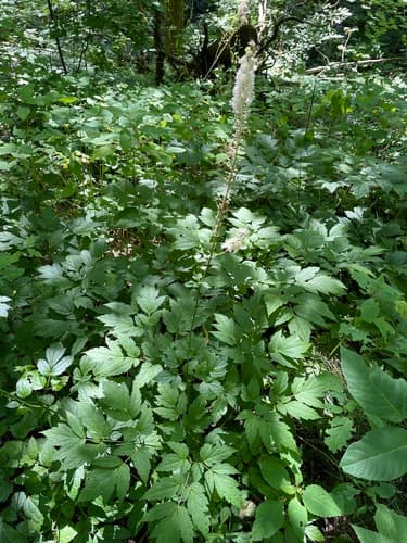 Black Cohosh