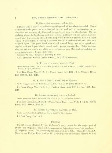 Stresemanni Swallowtail