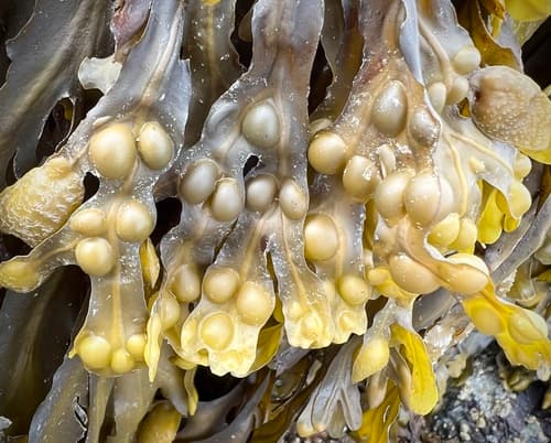 Bladderwrack