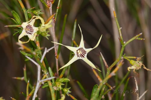 Anthocercis anisantha