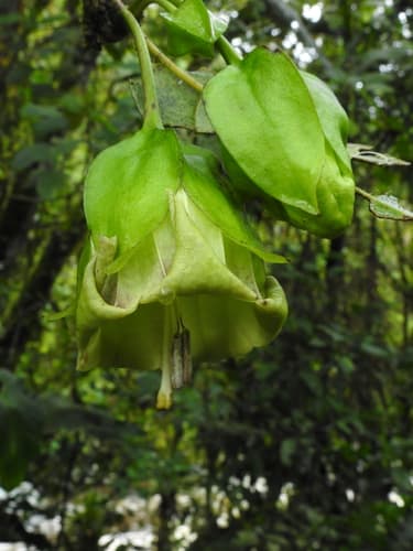 Poortmannia speciosa