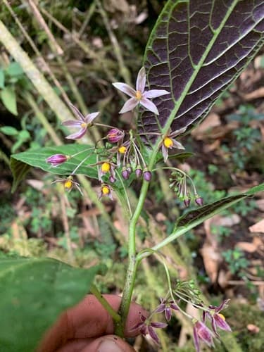 Solanum incurvum