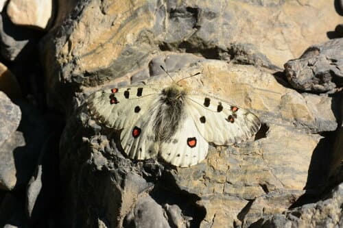 Scarce Red Apollo