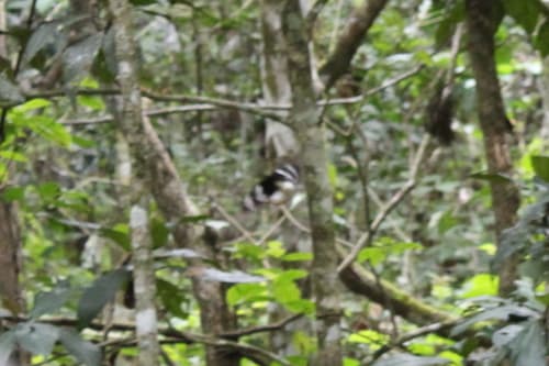 Southern Tailed Birdwing