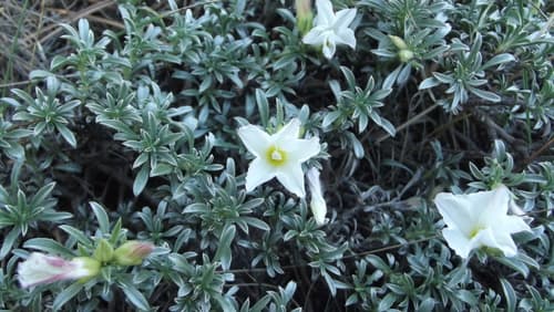 Convolvulus phrygius