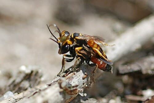 Dinetus dinetoides (Wasp)