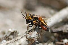 Dinetus dinetoides (Wasp)