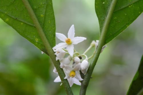 Solanum rovirosanum