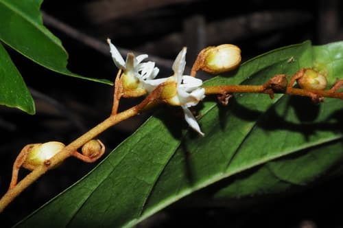 Neuropeltis indochinensis