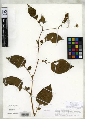 Solanum chilliasense