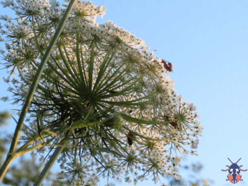 Queen Anne's Lace