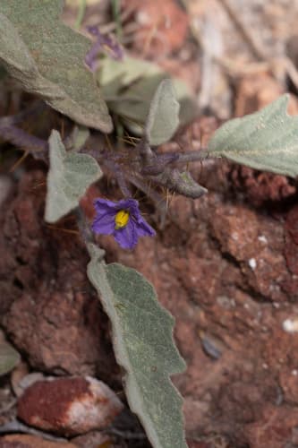 Solanum diversifolium