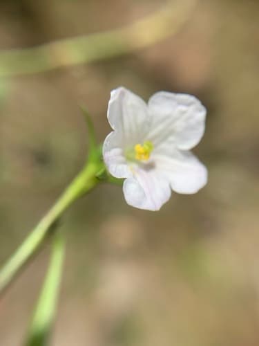 Nierembergia angustifolia