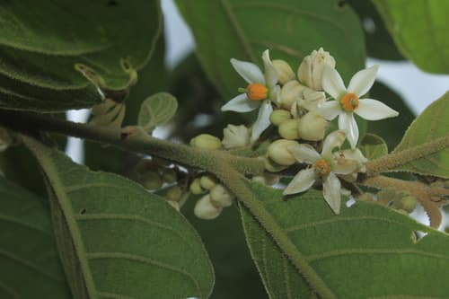 Solanum microleprodes
