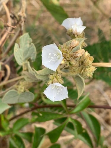Jacquemontia multiflora