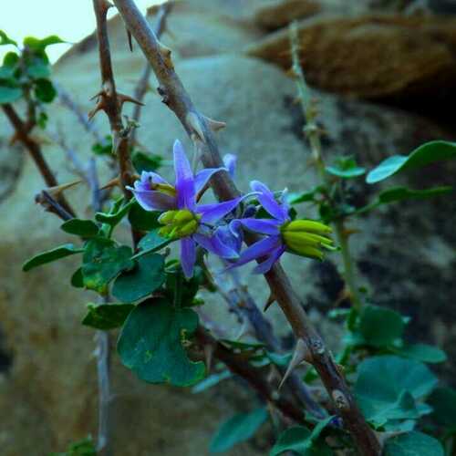 Solanum cordatum