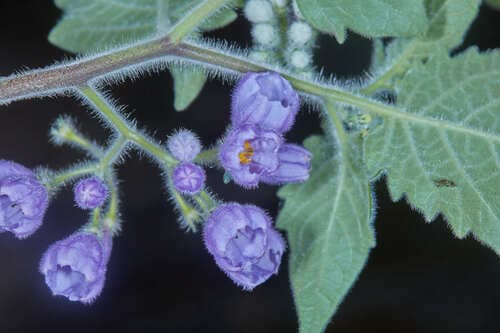 Solanum fiebrigii
