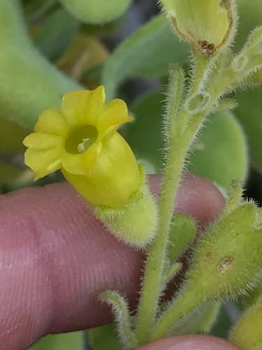 Nicotiana rupicola
