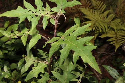 Solanum nobile