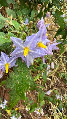 Solanum consimile