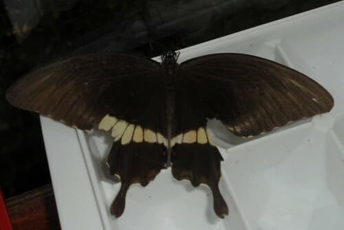 Hipponous swallowtail
