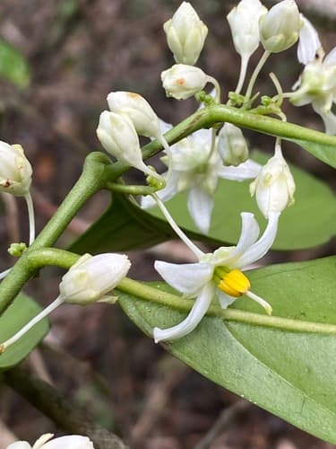 Solanum restingae