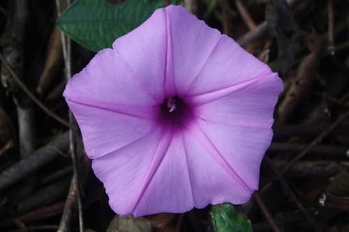 Ipomoea fimbriosepala