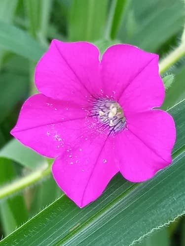 Petunia guarapuavensis