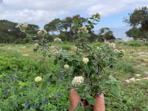 Fendlerella queretarana