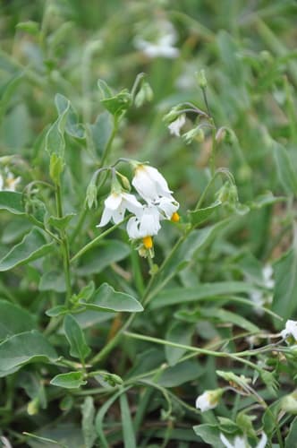 Solanum pygmaeum