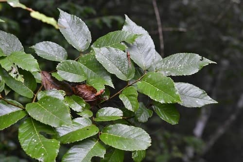 Ulmus ismaelis