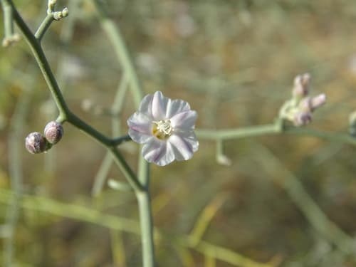 Convolvulus hamadae