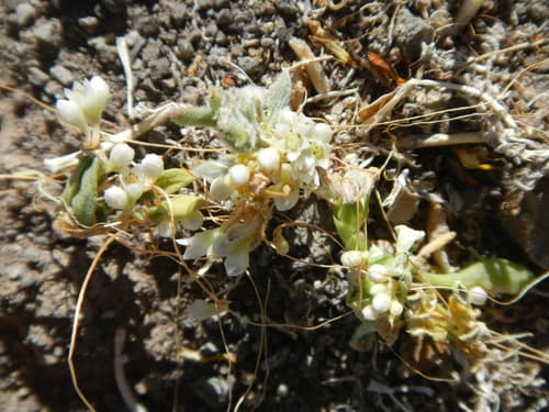 Cuscuta micrantha