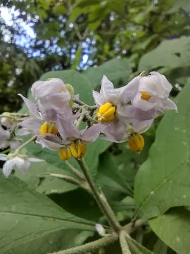 Solanum atitlanum