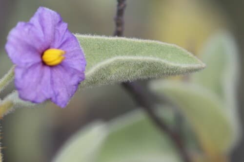 Solanum crassitomentosum