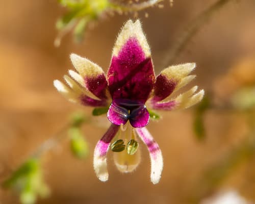 Schizanthus parvulus