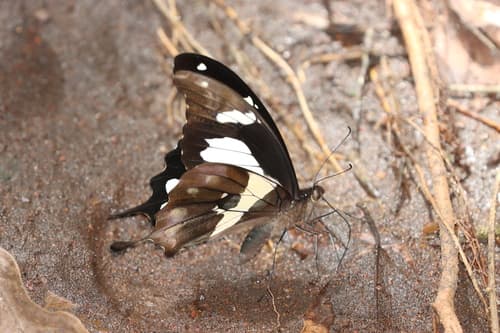 Western Bush Kite Swallowtail
