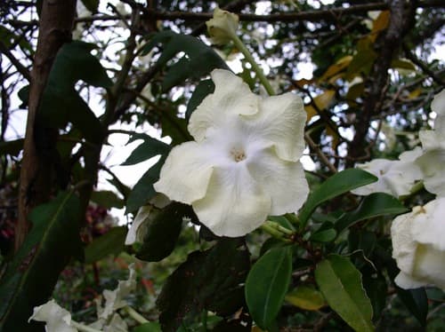 Brunfelsia plicata