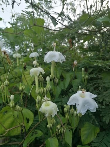 Macdonald's Morning Glory