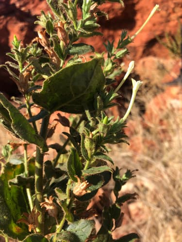 Nicotiana candelabra