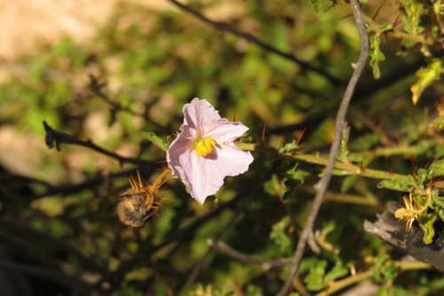 Solanum graniticum