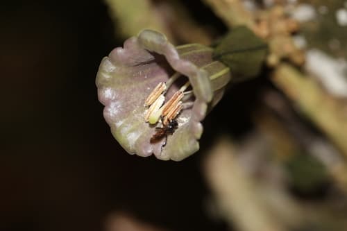 Dyssochroma atlantica