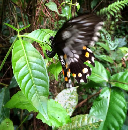 Papilio bridgei