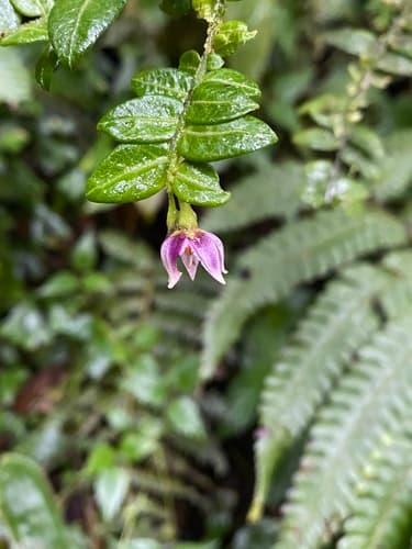 Solanum evolvulifolium