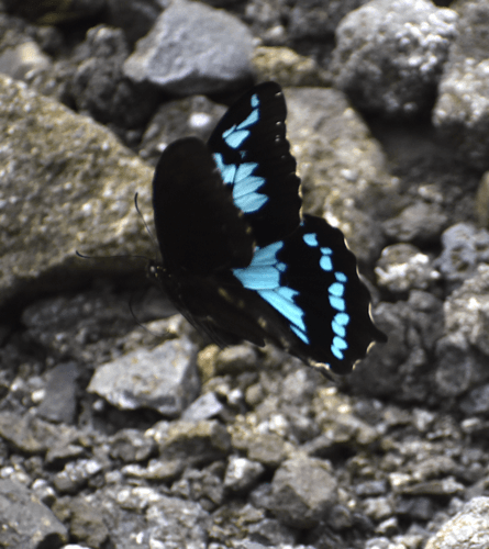 Small Réunion Swallowtail