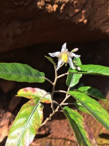 Solanum tetrandrum