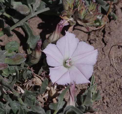 Convolvulus demissus