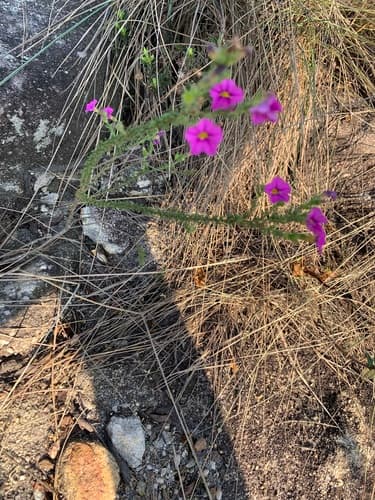 Calibrachoa ericifolia